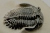 HOLLARDOPS mesocristata - emsien superieur - Jbel Gara, Foum zguid, Maroc