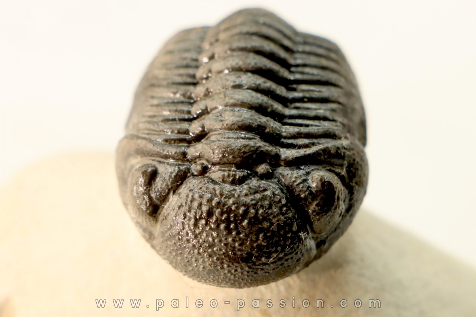 BARRANDEOPS ovatus - Emsian - Jbel Oufaten, MOROCCO