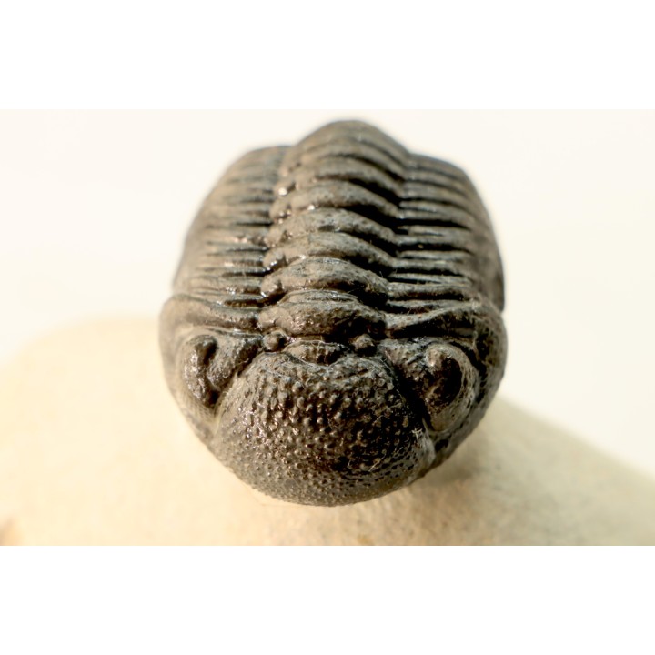 BARRANDEOPS ovatus -Emsien - Jbel Oufaten, MAROC