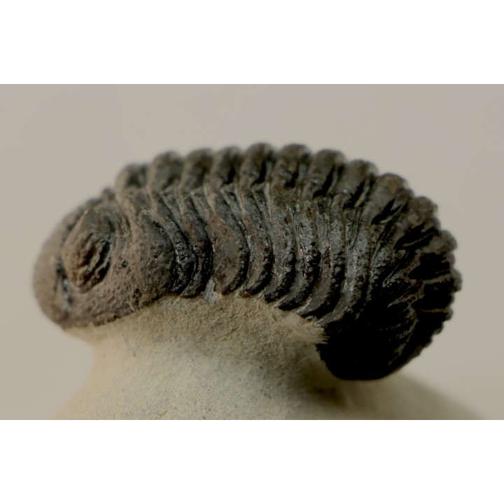 BARRANDEOPS ovatus -Emsien - Jbel Oufaten, MAROC