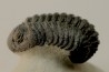 BARRANDEOPS ovatus -Emsien - Jbel Oufaten, MAROC