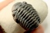 BARRANDEOPS ovatus -Emsien - Jbel Oufaten, MAROC