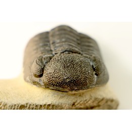 BARRANDEOPS ovatus - Emsian - Jbel Oufaten, MOROCCO