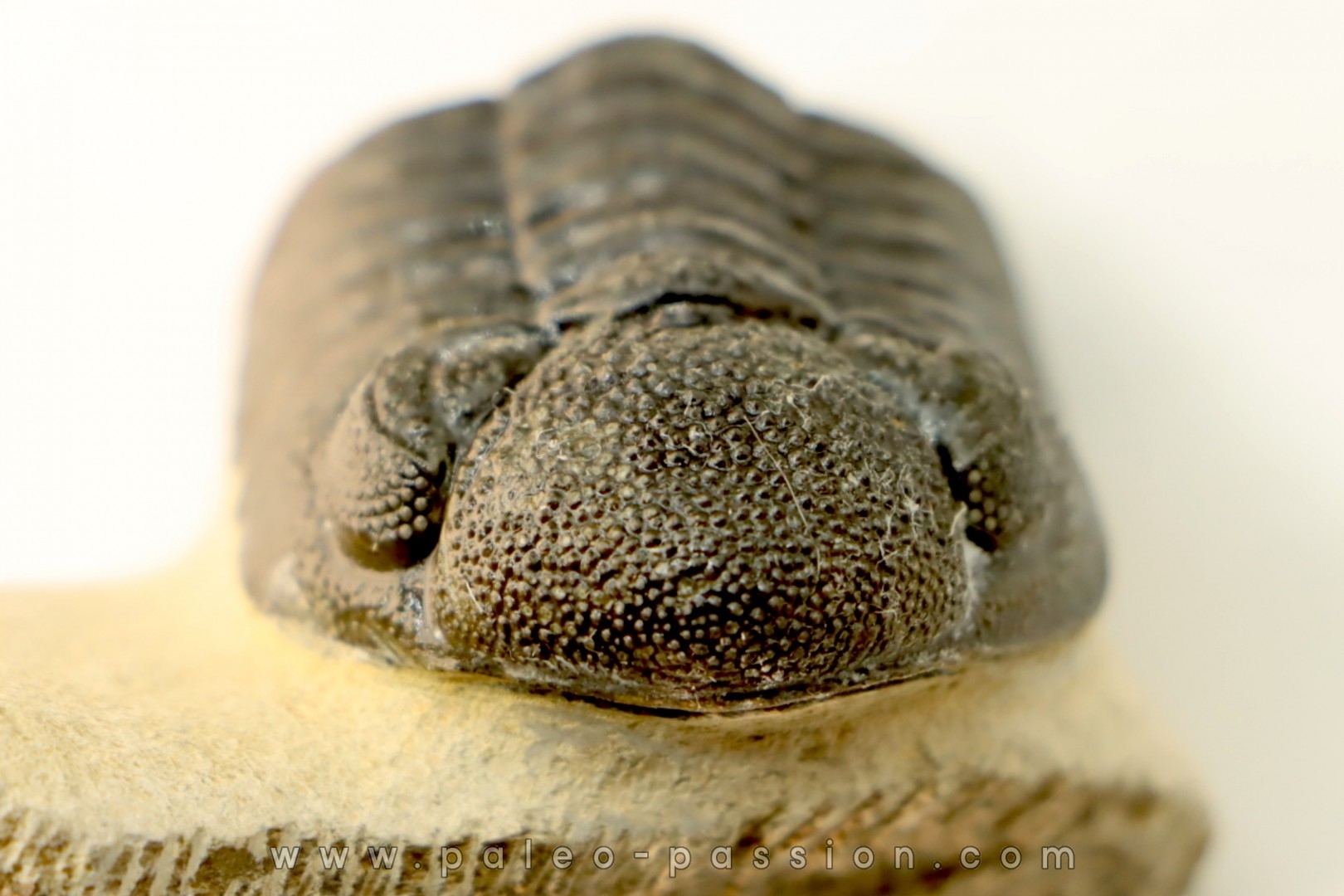 BARRANDEOPS ovatus - Emsian - Jbel Oufaten, MOROCCO