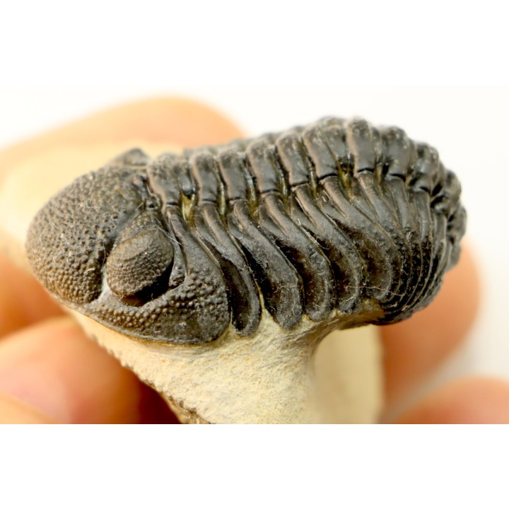 BARRANDEOPS ovatus -Emsien - Jbel Oufaten, MAROC