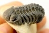 BARRANDEOPS ovatus -Emsien - Jbel Oufaten, MAROC