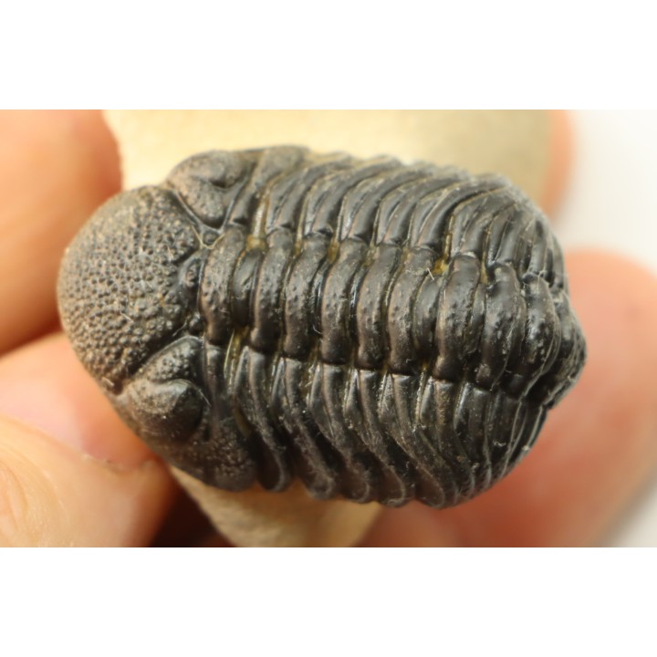 BARRANDEOPS ovatus -Emsien - Jbel Oufaten, MAROC