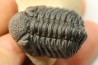 BARRANDEOPS ovatus - Emsian - Jbel Oufaten, MOROCCO