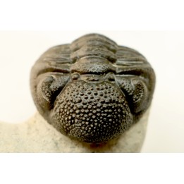 BARRANDEOPS ovatus - Emsian - Jbel Oufaten, MOROCCO