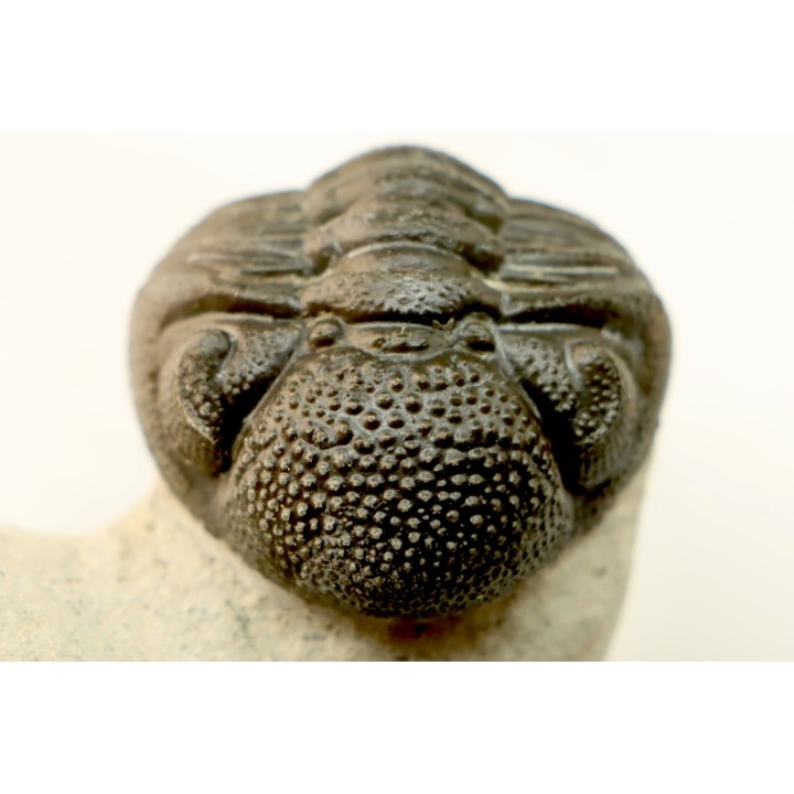 BARRANDEOPS ovatus -Emsien - Jbel Oufaten, MAROC