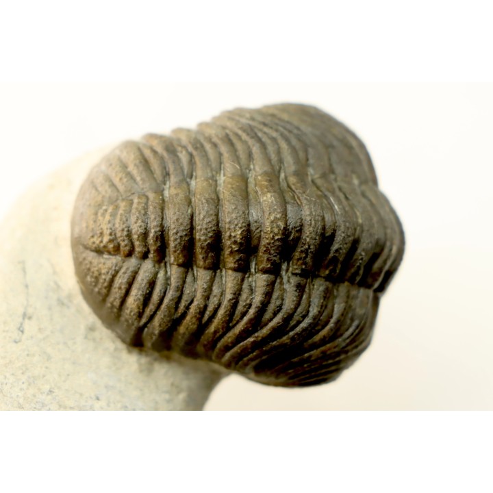 BARRANDEOPS ovatus -Emsien - Jbel Oufaten, MAROC