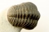 BARRANDEOPS ovatus - Emsian - Jbel Oufaten, MOROCCO