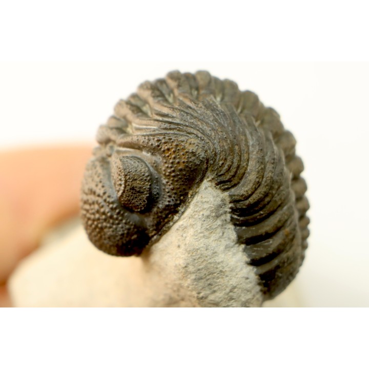 BARRANDEOPS ovatus - Emsian - Jbel Oufaten, MOROCCO