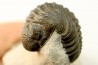 BARRANDEOPS ovatus - Emsian - Jbel Oufaten, MOROCCO