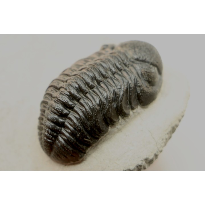 BARRANDEOPS ovatus -Emsien - Jbel Oufaten, MAROC