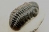 BARRANDEOPS ovatus -Emsien - Jbel Oufaten, MAROC