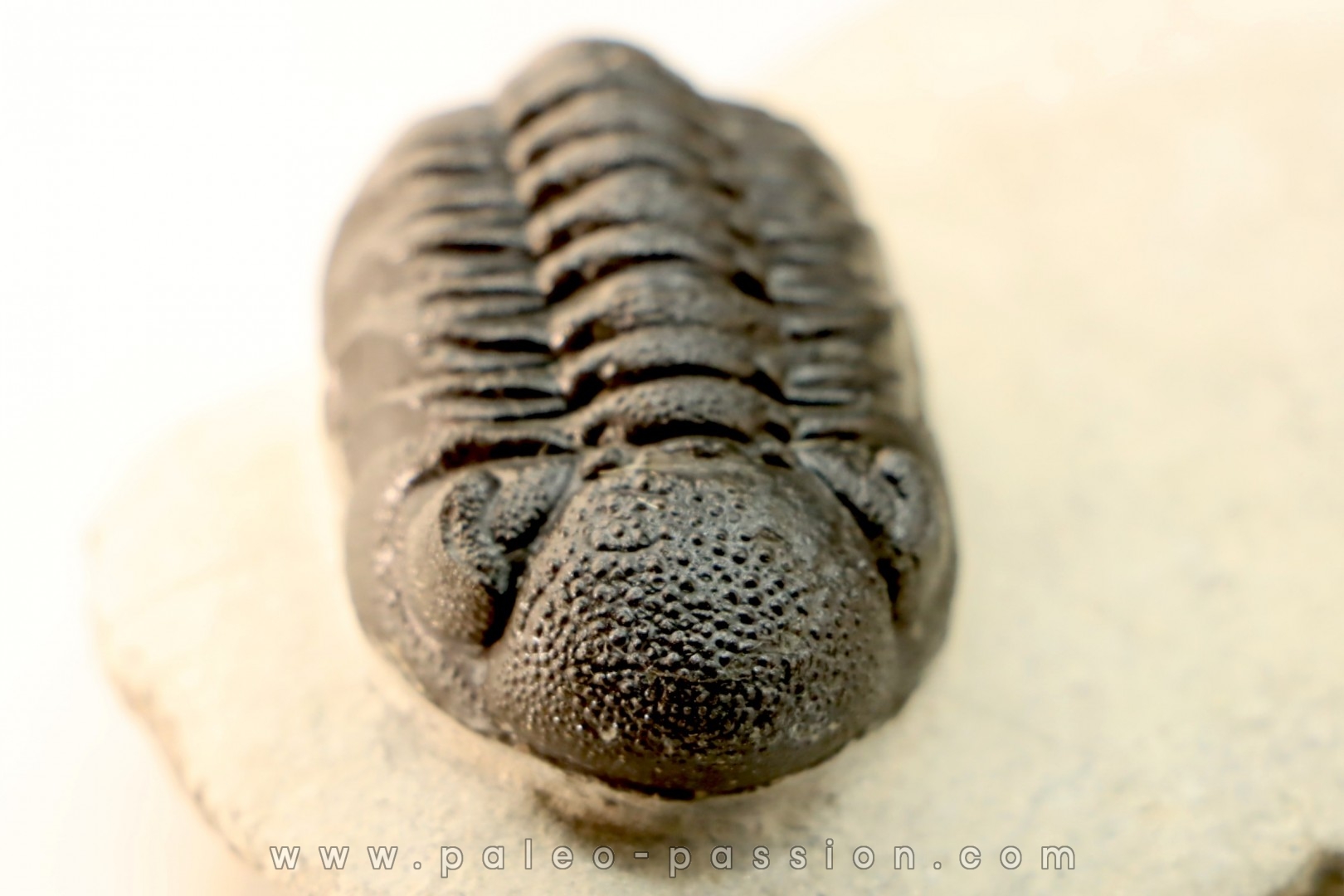 BARRANDEOPS ovatus -Emsien - Jbel Oufaten, MAROC