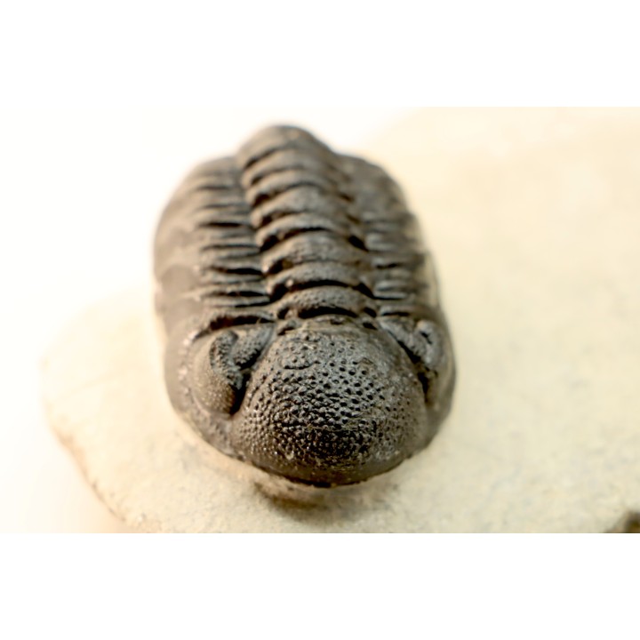 BARRANDEOPS ovatus -Emsien - Jbel Oufaten, MAROC