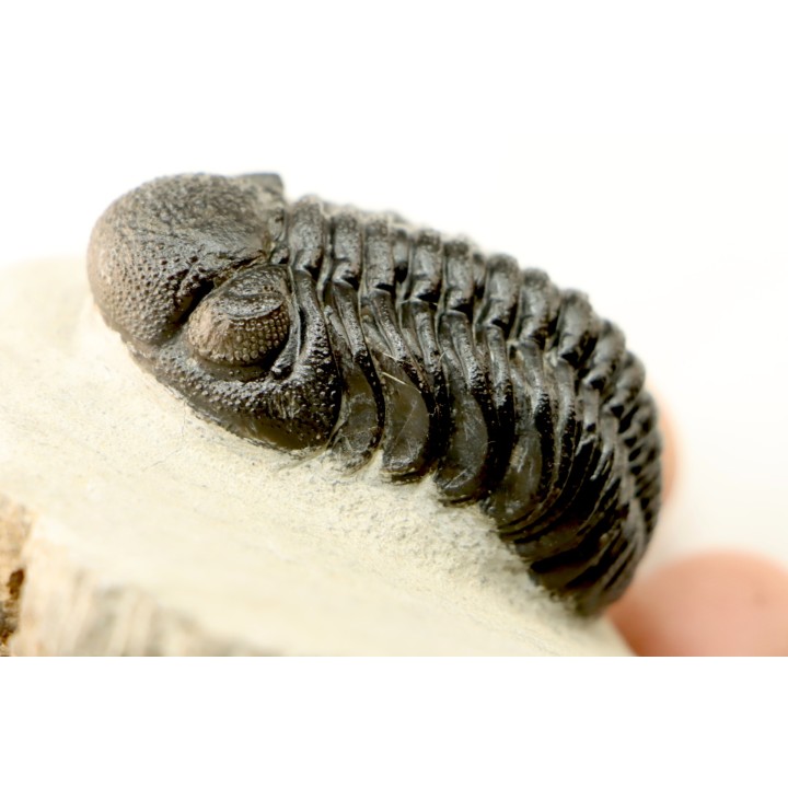 BARRANDEOPS ovatus -Emsien - Jbel Oufaten, MAROC