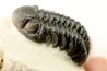 BARRANDEOPS ovatus - Emsian - Jbel Oufaten, MOROCCO
