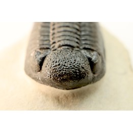 BARRANDEOPS ovatus -Emsien - Jbel Oufaten, MAROC