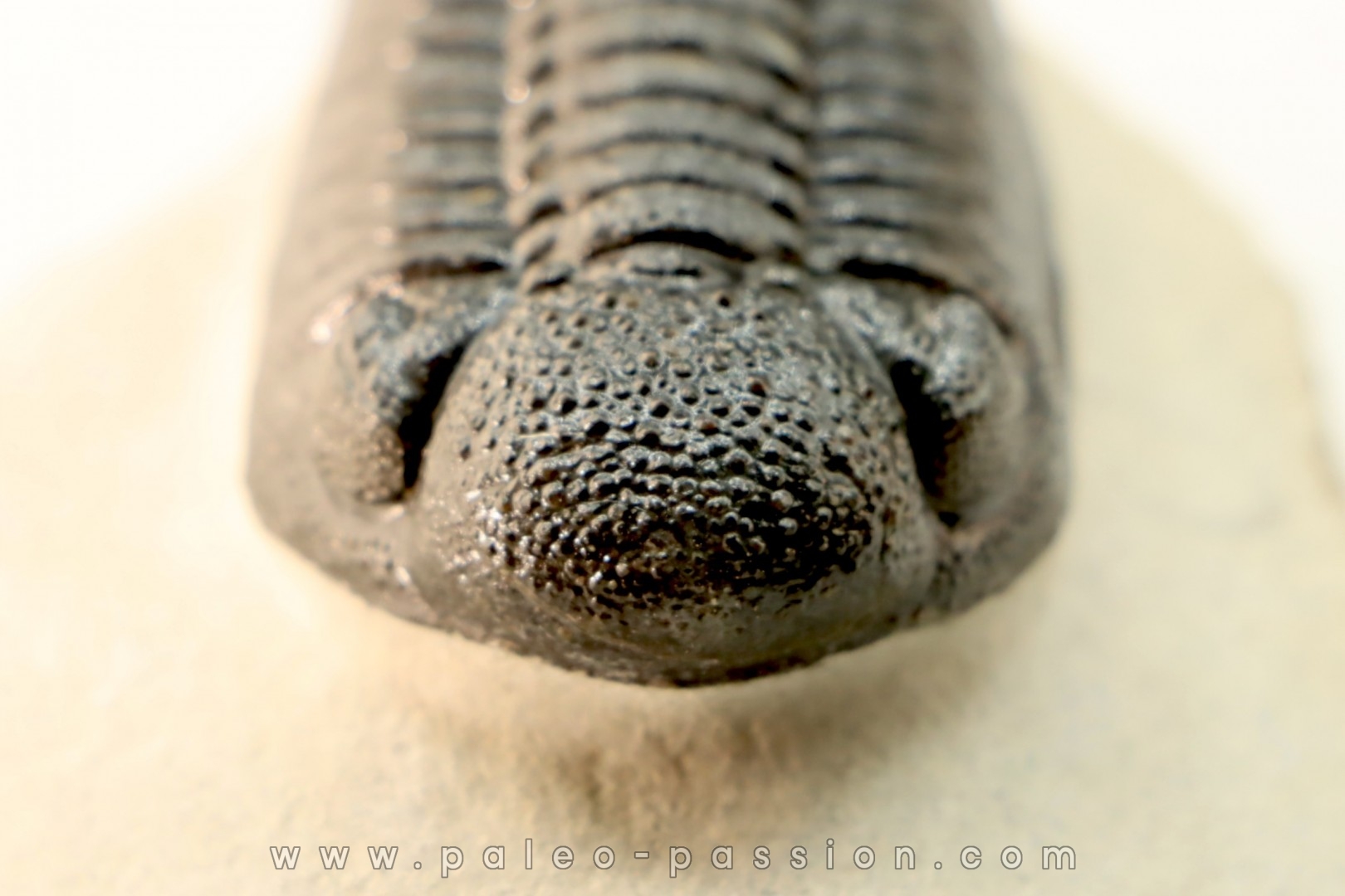 BARRANDEOPS ovatus - Emsian - Jbel Oufaten, MOROCCO