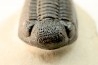 BARRANDEOPS ovatus - Emsian - Jbel Oufaten, MOROCCO