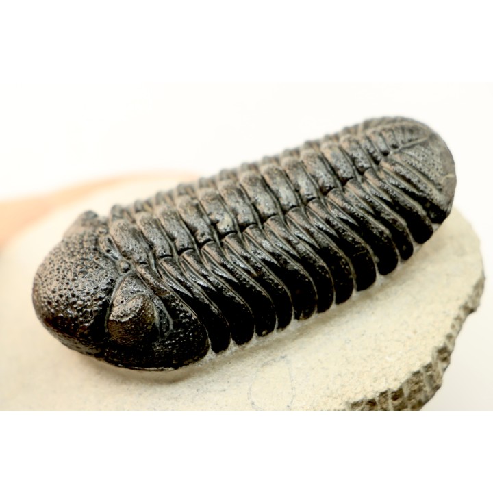 BARRANDEOPS ovatus - Emsian - Jbel Oufaten, MOROCCO