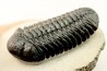 BARRANDEOPS ovatus - Emsian - Jbel Oufaten, MOROCCO