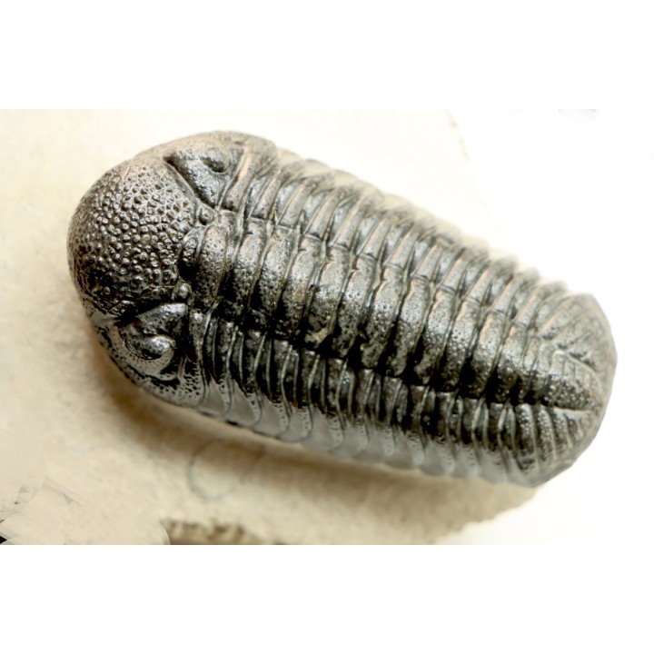 BARRANDEOPS ovatus - Emsian - Jbel Oufaten, MOROCCO