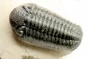 BARRANDEOPS ovatus -Emsien - Jbel Oufaten, MAROC