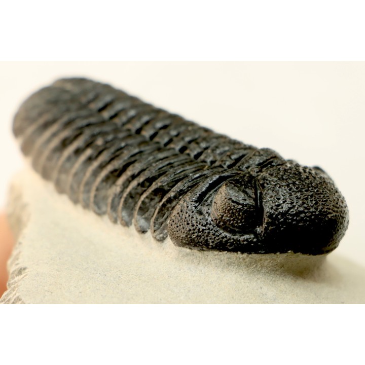 BARRANDEOPS ovatus -Emsien - Jbel Oufaten, MAROC