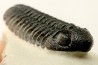 BARRANDEOPS ovatus - Emsian - Jbel Oufaten, MOROCCO