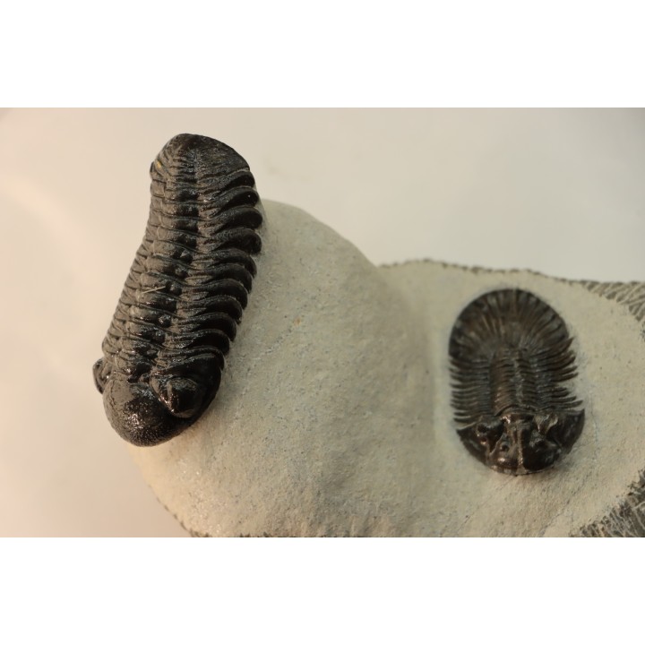 BARRANDEOPS et scabriscutellum -Emsien - Jbel Oufaten, MAROC