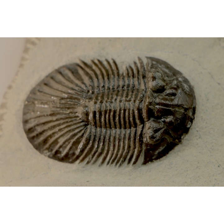BARRANDEOPS et scabriscutellum -Emsien - Jbel Oufaten, MAROC