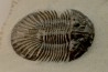 BARRANDEOPS and scabriscutellum - Emsian - Jbel Oufaten, MOROCCO