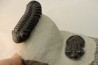 BARRANDEOPS and scabriscutellum - Emsian - Jbel Oufaten, MOROCCO