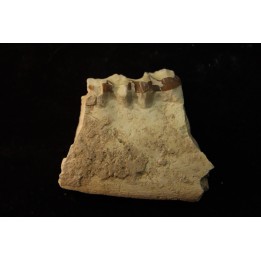 OREODON : Merycoidodon culbersoni - oligocene - Brule fmt - White river Badlands - S. Dakota, USA