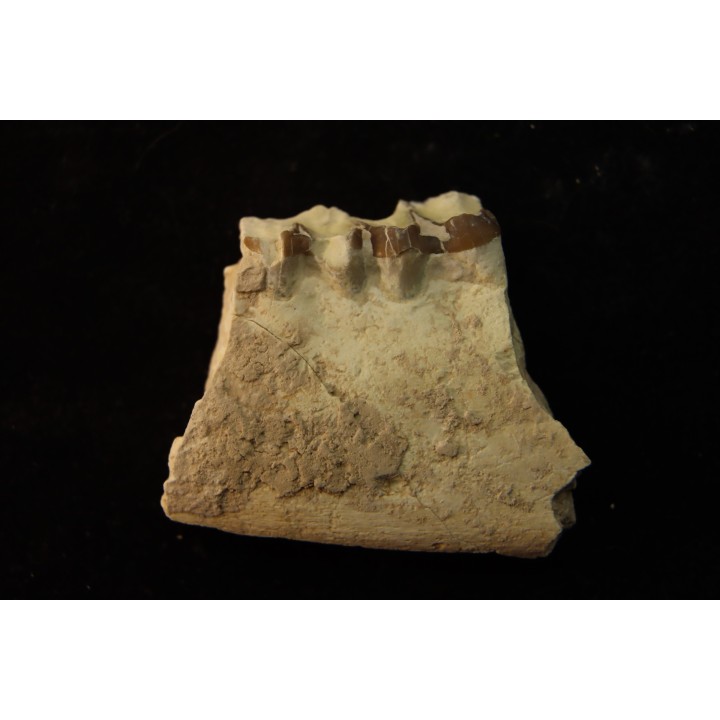 OREODON : Merycoidodon culbersoni - oligocène - Brule fmt - White river Badlands - S. Dakota, USA