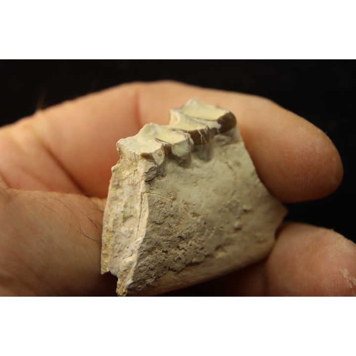 OREODON : Merycoidodon culbersoni - oligocène - Brule fmt - White river Badlands - S. Dakota, USA