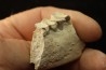 OREODON : Merycoidodon culbersoni - oligocène - Brule fmt - White river Badlands - S. Dakota, USA
