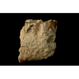 OREODON : Merycoidodon culbersoni - oligocene - Brule fmt - White river Badlands - S. Dakota, USA