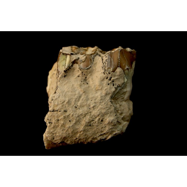OREODON : Merycoidodon culbersoni - oligocène - Brule fmt - White river Badlands - S. Dakota, USA