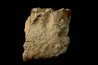 OREODON : Merycoidodon culbersoni - oligocène - Brule fmt - White river Badlands - S. Dakota, USA
