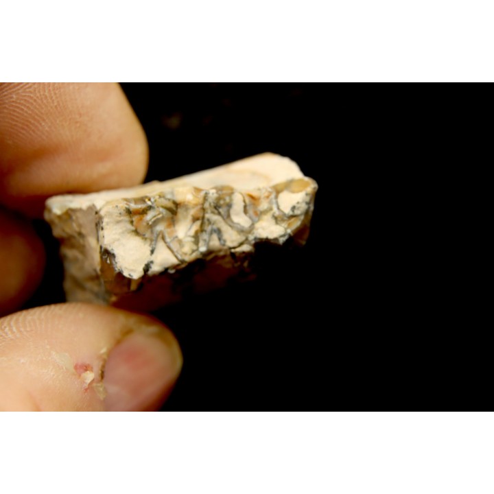 OREODON : Merycoidodon culbersoni - oligocène - Brule fmt - White river Badlands - S. Dakota, USA