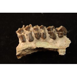 OREODON : Merycoidodon culbersoni - oligocene - Brule fmt - White river Badlands - S. Dakota, USA