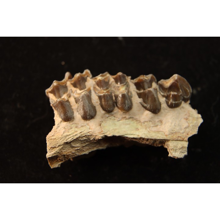 OREODON : Merycoidodon culbersoni - oligocène - Brule fmt - White river Badlands - S. Dakota, USA