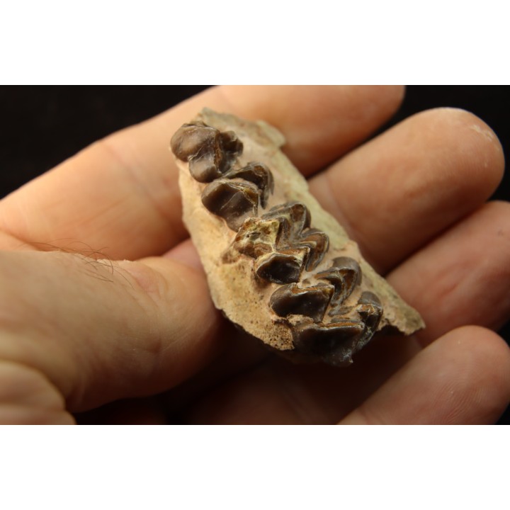 OREODON : Merycoidodon culbersoni - oligocène - Brule fmt - White river Badlands - S. Dakota, USA