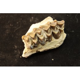OREODON : Merycoidodon culbersoni - oligocene - Brule fmt - White river Badlands - S. Dakota, USA