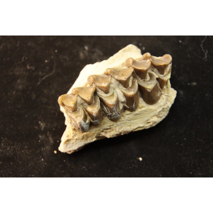 OREODON : Merycoidodon culbersoni - oligocène - Brule fmt - White river Badlands - S. Dakota, USA